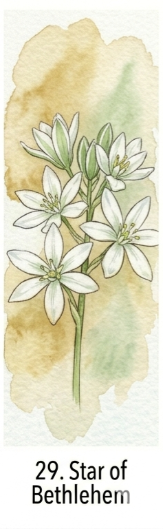 כוכב בית לחם