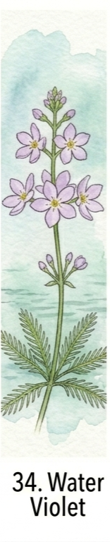 סיגלית המים