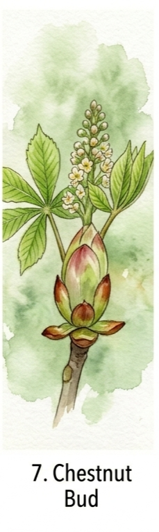 ניצן הערמון